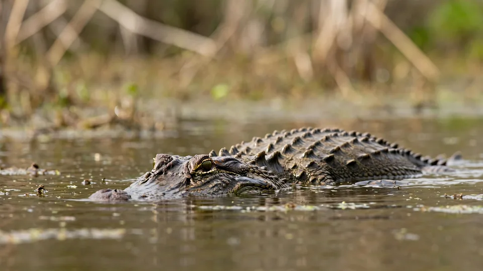 Krokodil · Traumdeutung